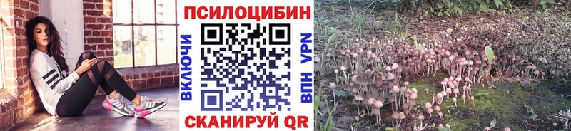 Псилоцибиновые грибы GOLDEN TEACHER  блэк спрут ССЫЛКА  shop телеграм  Кизляр 