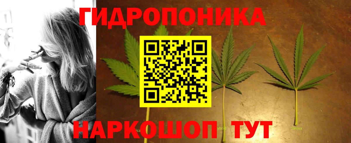 Каннабис сатива Кизляр